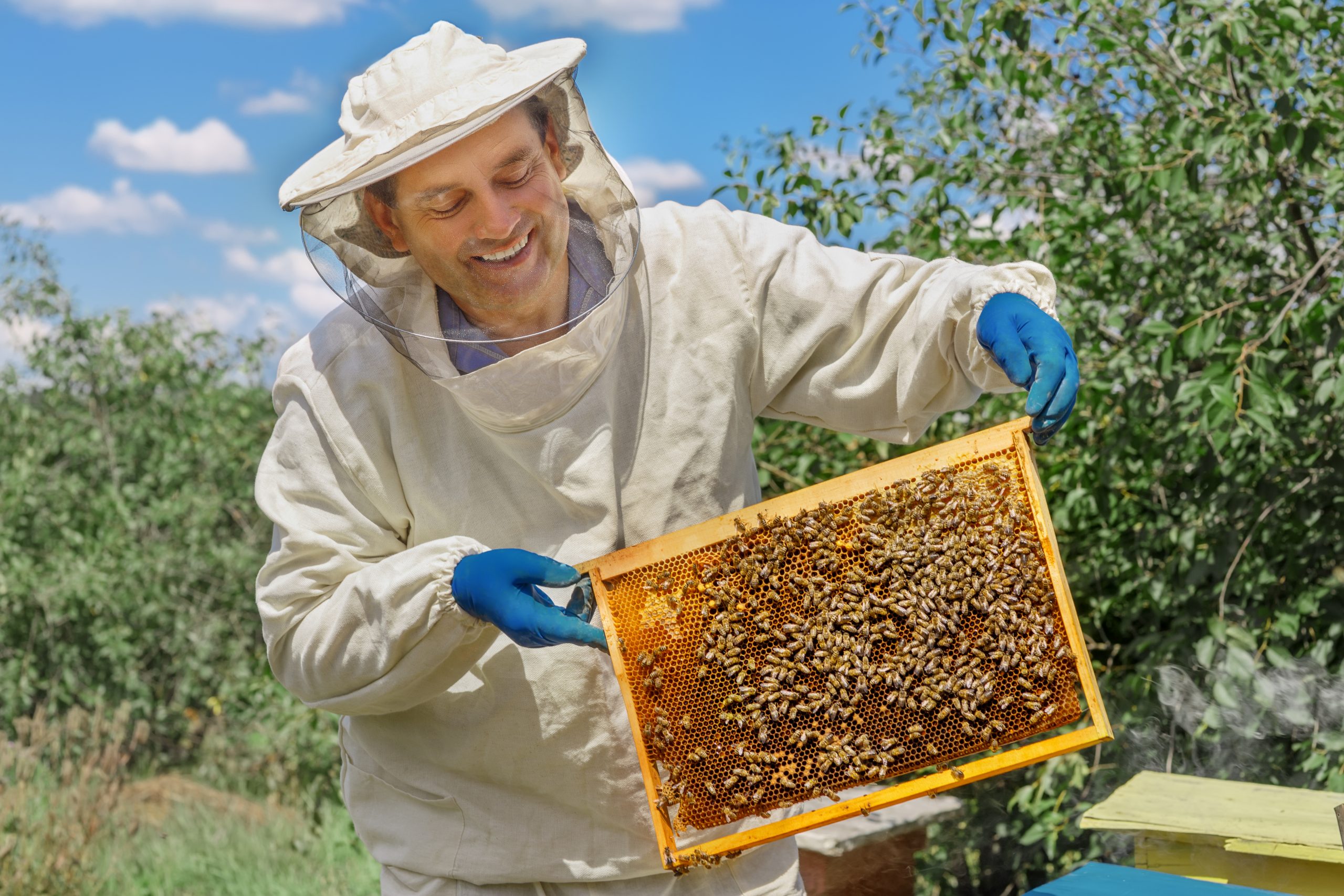 Introduction to Beekeeping Virtual Workshop