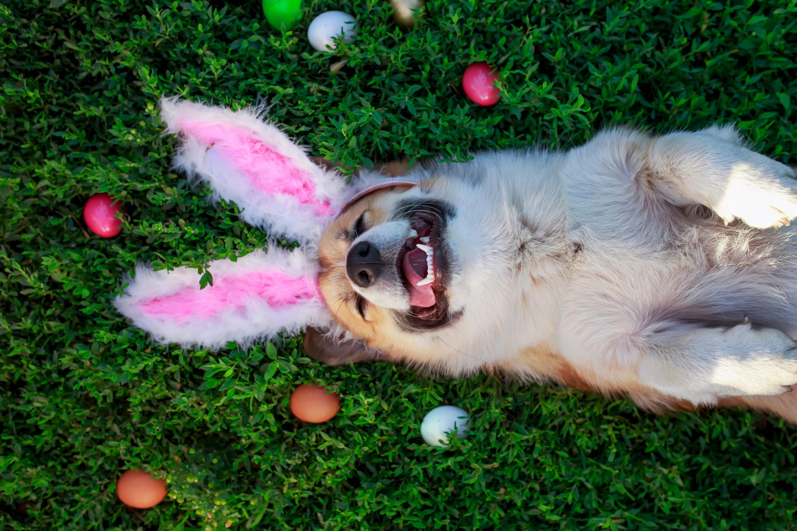 portrait of a cute puppy dog Corgi lying in the green grass in the pink ears surrounded by colorful Easter eggs
